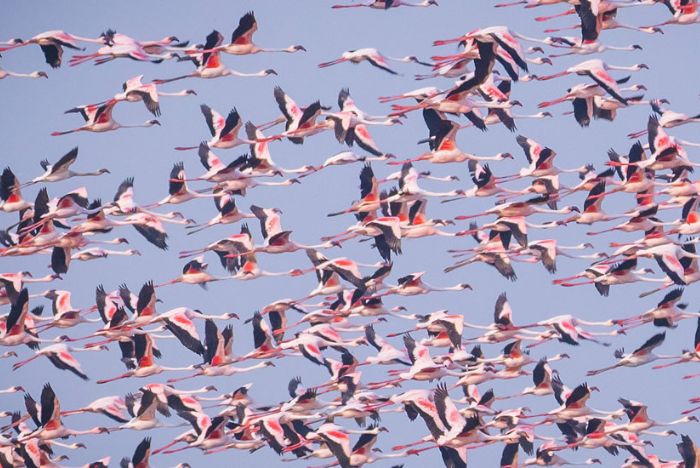 Chari Dandha (Birds)